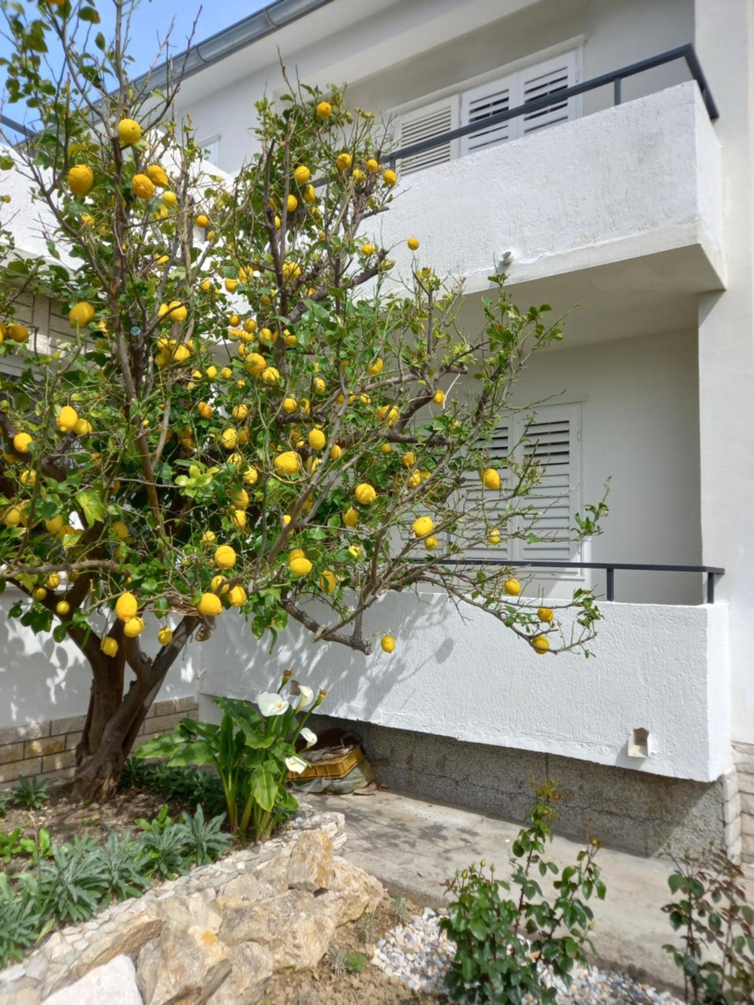 Apartment Sobe Ruza